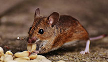 24 Hour & Emergency Exterminators in Sun City West, AZ